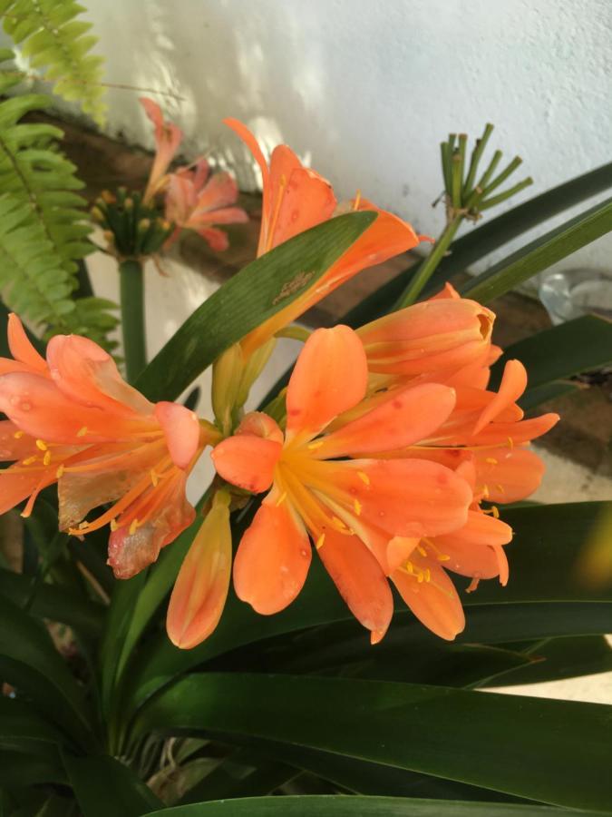 Villa De La Luz Luxury Guesthouse El Portil Dış mekan fotoğraf